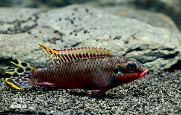 Smaragd-Prachtbarsch (Pelvicachromis taeniatus nigeria red)